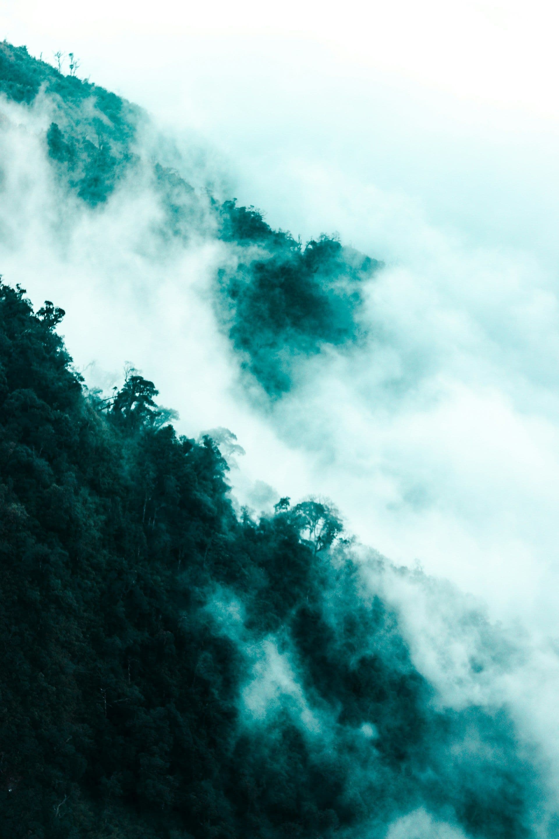 Clouds rolling down a forest hill